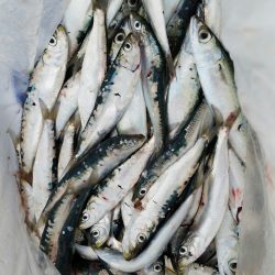 イワシ爆釣！！